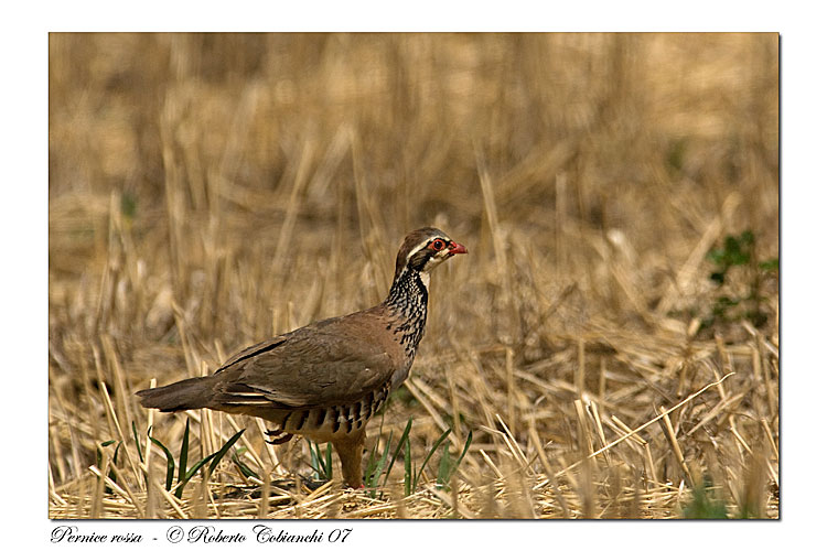 Pernice rossa Alectoris rufa